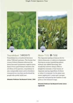 A Beginner's Guide to Japanese Tea: Selecting and Brewing the Perfect Cup of Sencha, Matcha and Other Japanese Teas