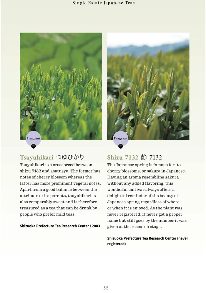 A Beginner's Guide to Japanese Tea: Selecting and Brewing the Perfect Cup of Sencha, Matcha and Other Japanese Teas
