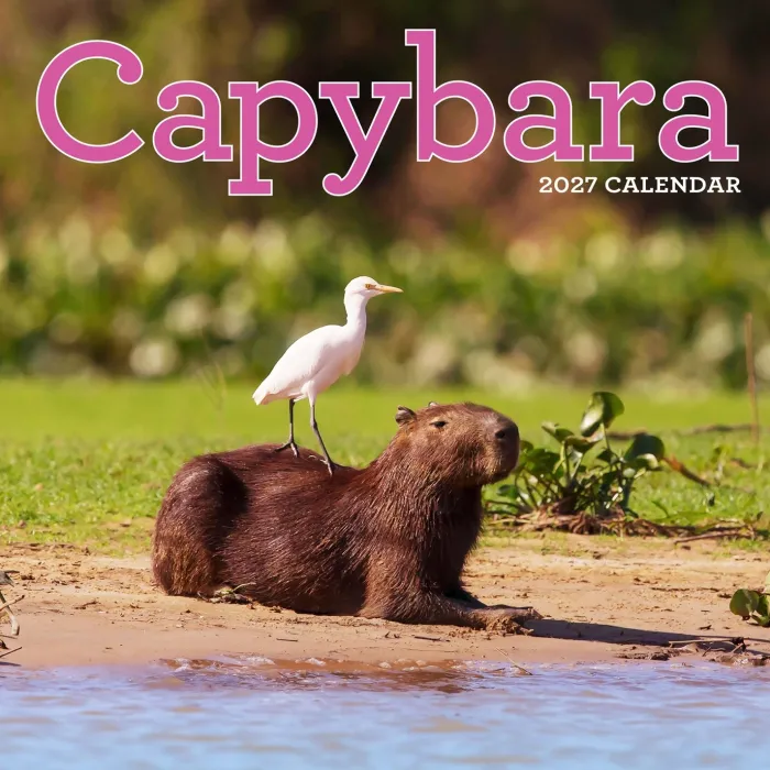 Capybara Wall Calendar 2027