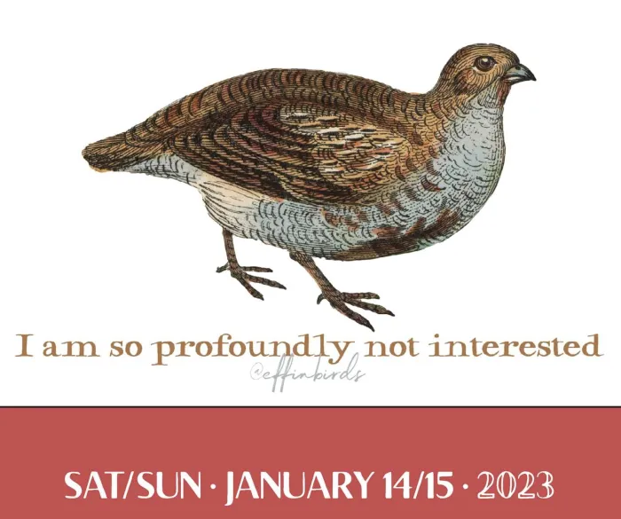 Effin' Birds 2023 Day-to-Day Calendar
