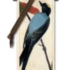 Flycatcher