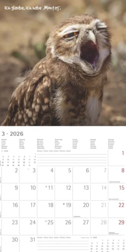Funny Animals