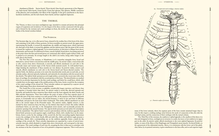 Gray's Anatomy