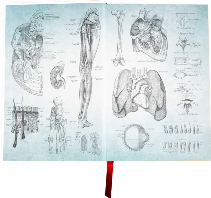 Gray's Anatomy (Deluxe Leatherbound Edition): Anatomy Descriptive and Surgical
