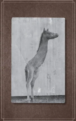 Hollow City: The Second Novel of Miss Peregrine's Peculiar Children