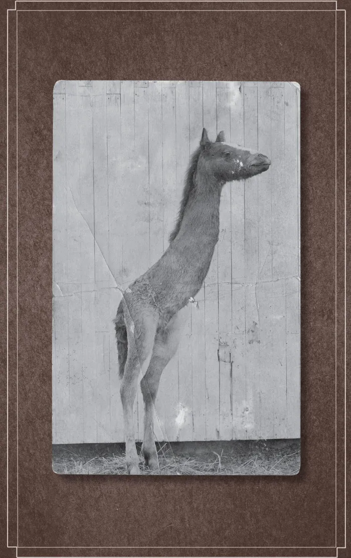 Hollow City: The Second Novel of Miss Peregrine's Peculiar Children