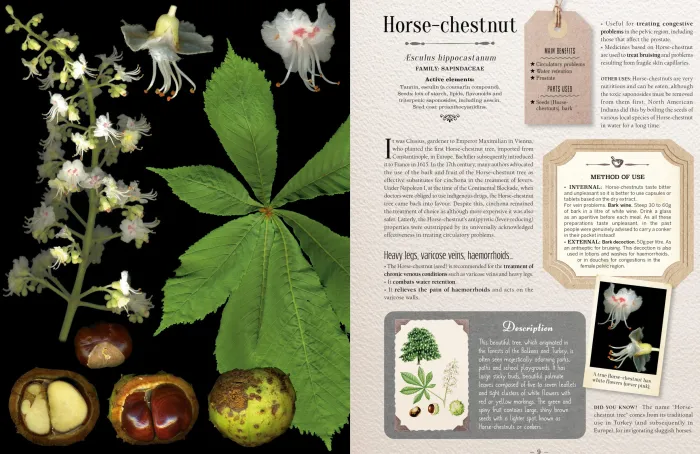 100 Plants That Heal: The Illustrated Herbarium of Medicinal Plants