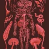 Root Rot
