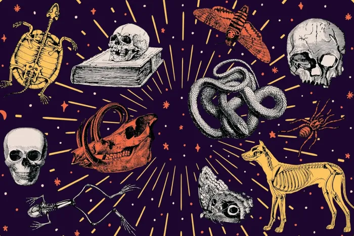 Stickertopium: Gorgeous Gothic: Over 400 Stunning Stickers