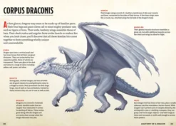 The Young Adventurer's Collection Box Set 2 (Dungeons & Dragons 4-Book Boxed Set): Beasts & Behemoths, Dragons & Treasures, Places & Portals, Artificers & Alchemy
