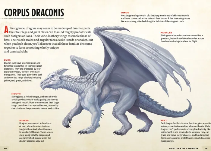 The Young Adventurer's Collection Box Set 2 (Dungeons & Dragons 4-Book Boxed Set): Beasts & Behemoths, Dragons & Treasures, Places & Portals, Artificers & Alchemy